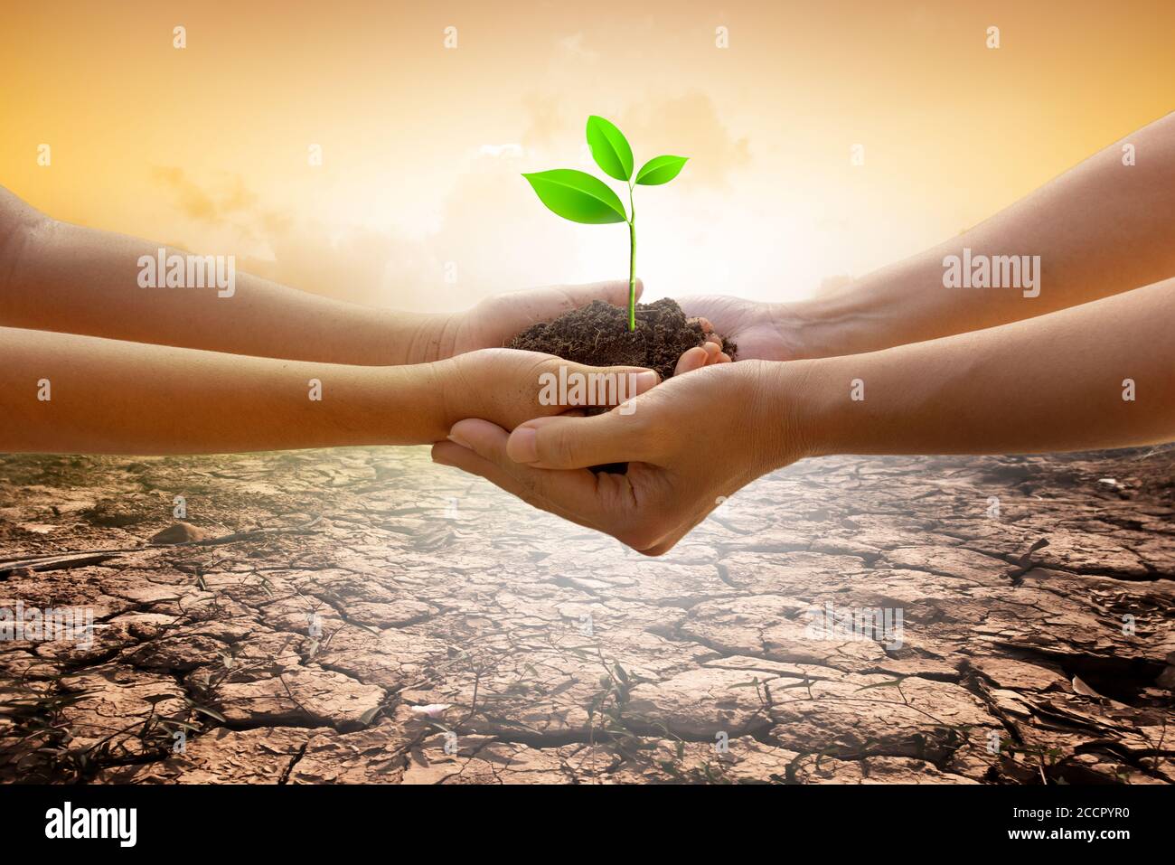 Hands holding tree growing on cracked earth. Saving environment and natural conservation concept with tree planing on green globe earth. Stock Photo