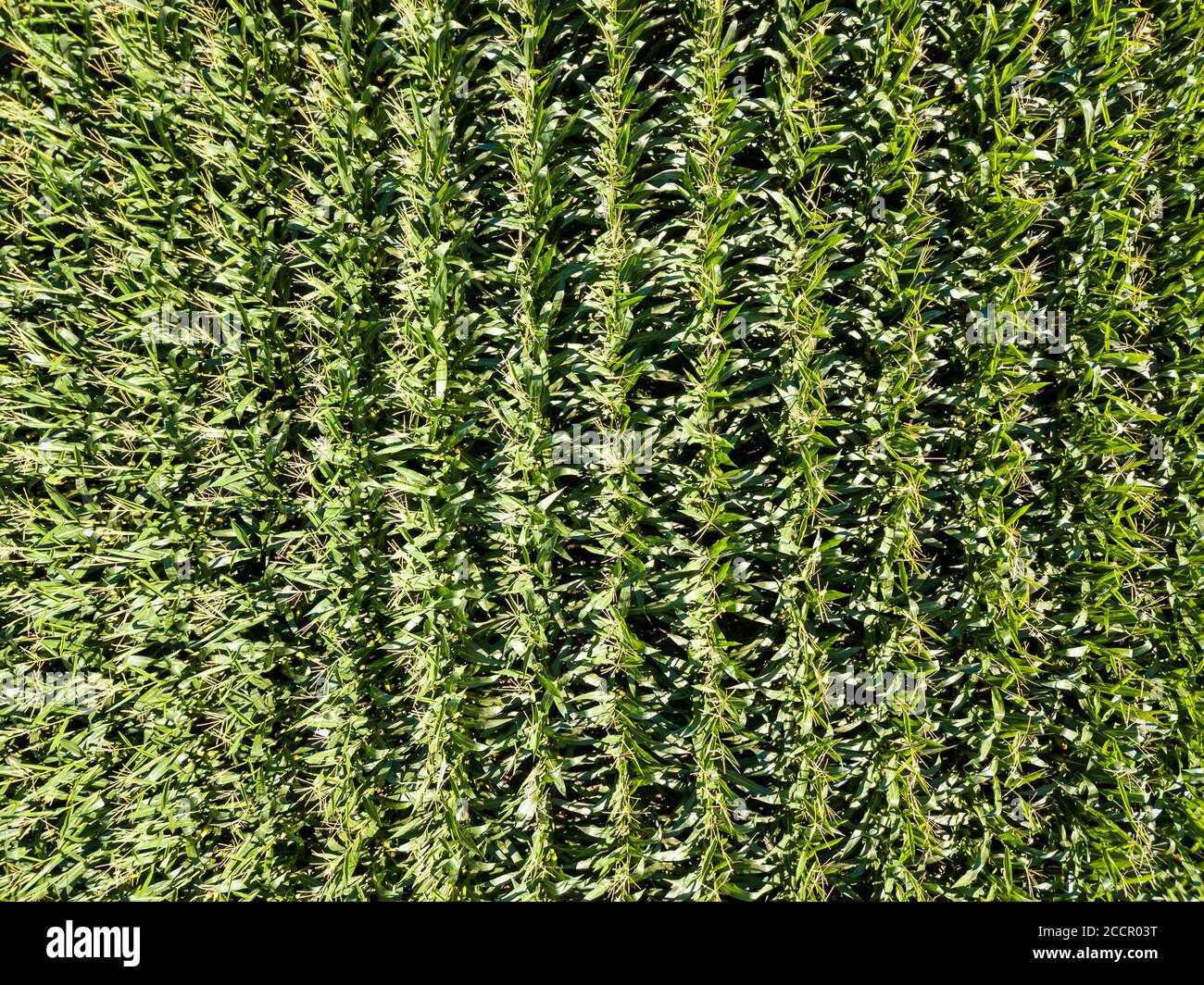 Corn field aerial view Stock Photo Alamy