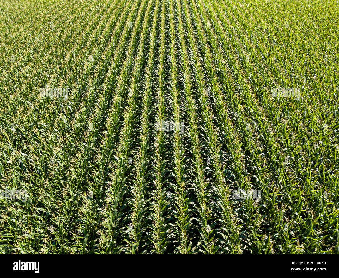 Corn field aerial view Stock Photo Alamy