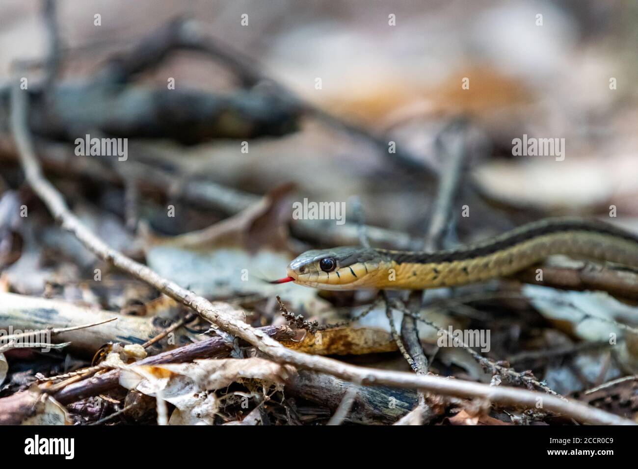 Eastern Garter Snake crawling on forest floor leaflitter with tongue showing close up Stock Photo