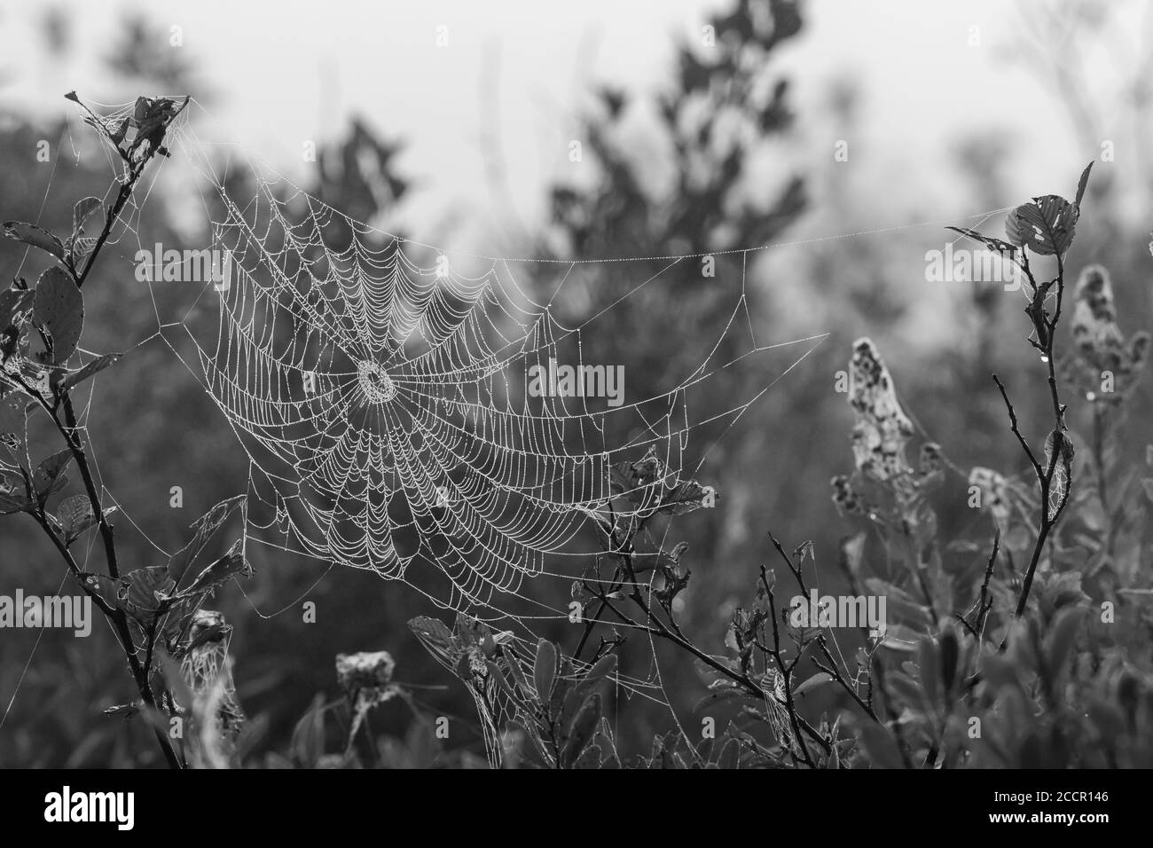 Spiderweb covered in pearled morning dew over Spruce Bog landscape in monochrome Stock Photo