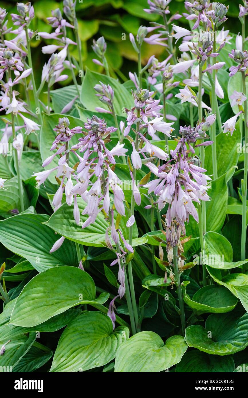 Hosta fortunei Hyacinthina. Hyacinthine Plantain Lily. Pale mauve flowers in mid-summer Stock Photo