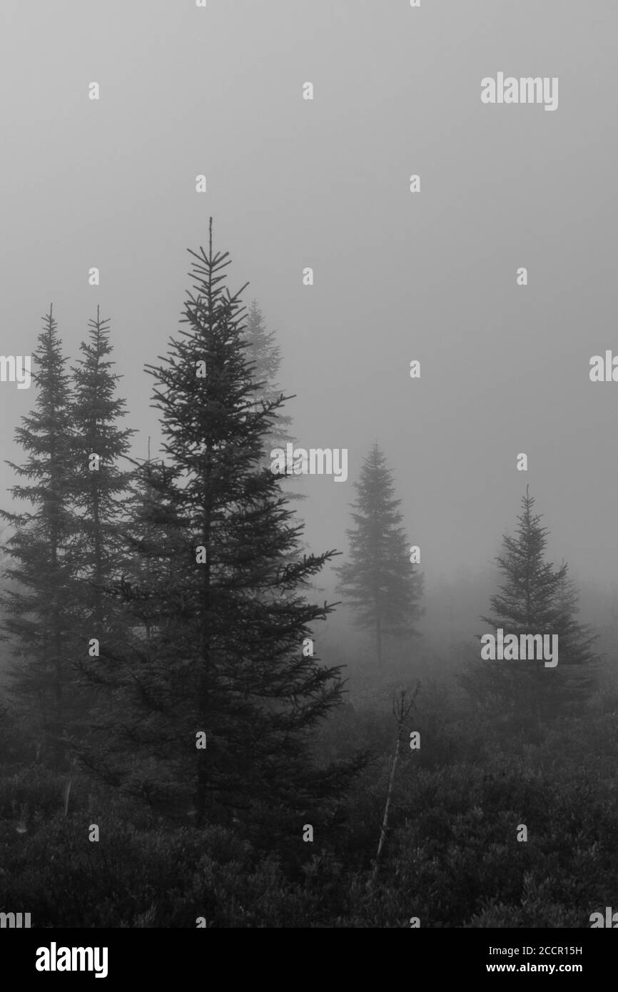 Backlit early morning misty spruce forest landscape Stock Photo