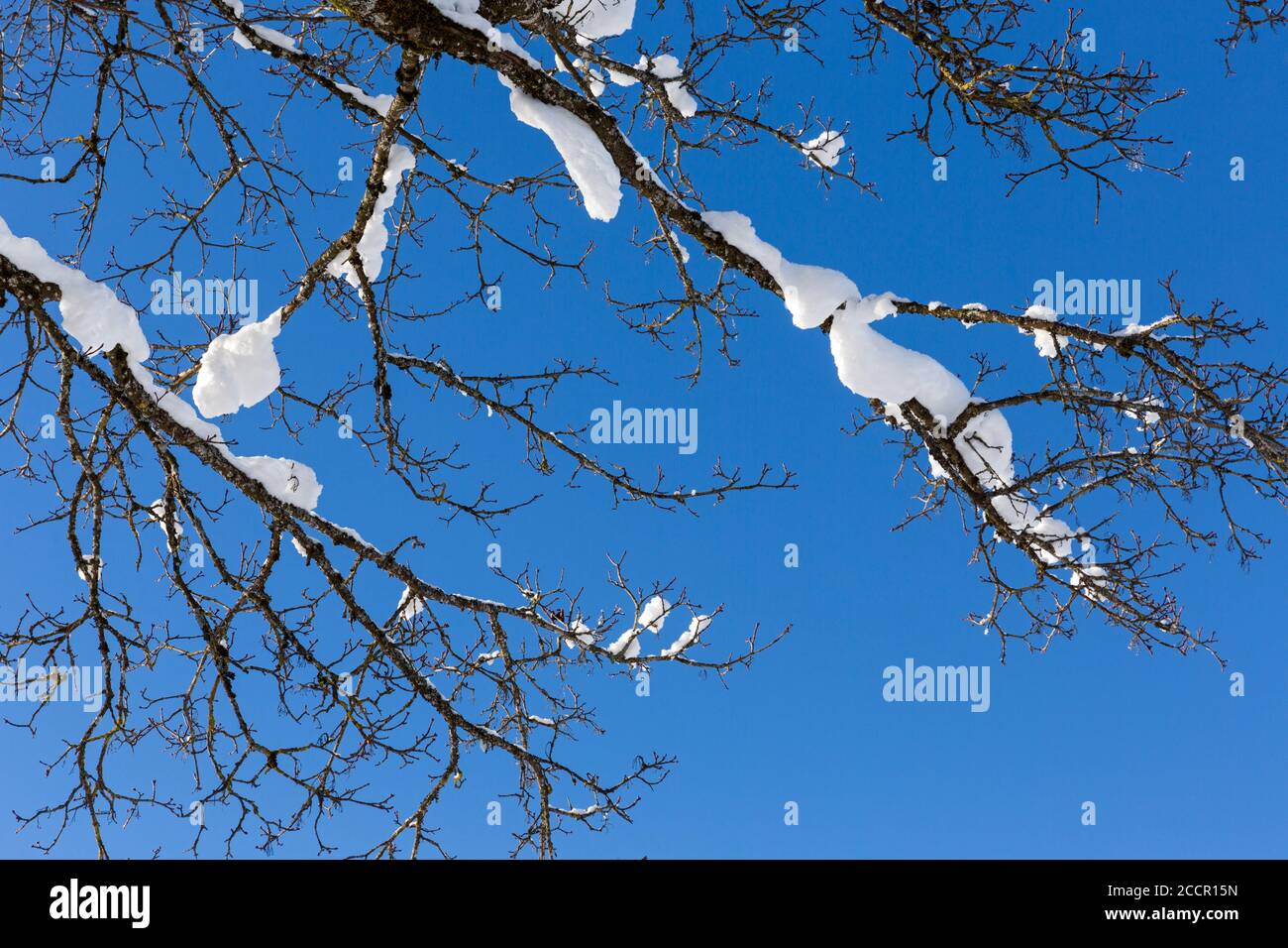 Baum, Äste, Zweige, verschneit, blauer Himmel Stock Photo