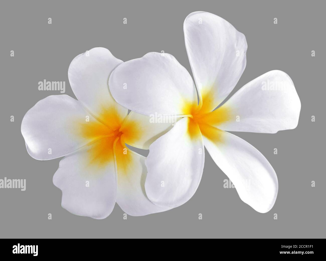 Frangipani, Plumeria flower isolated on white background Stock Photo