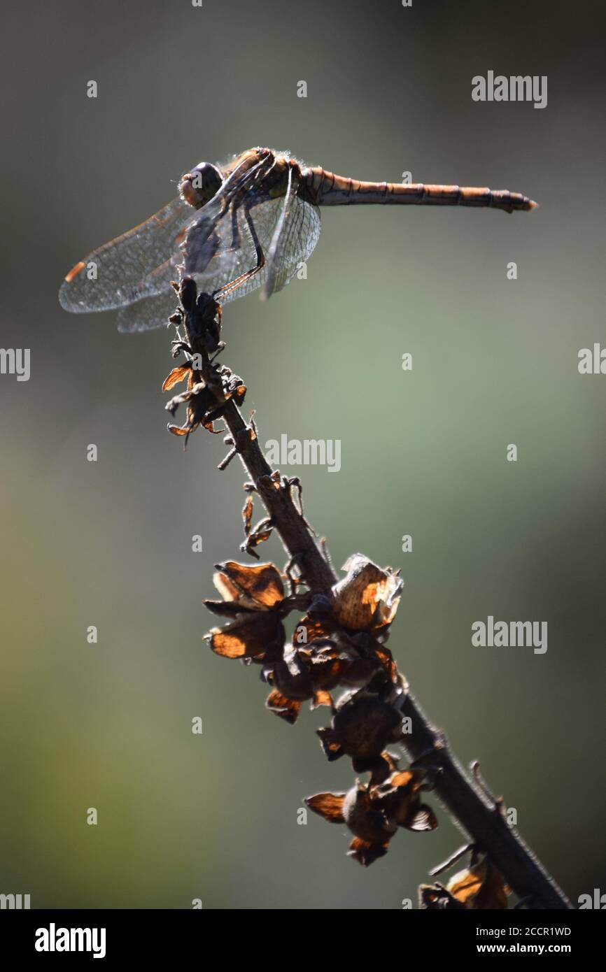 Dragonfly resting atop plant Stock Photo