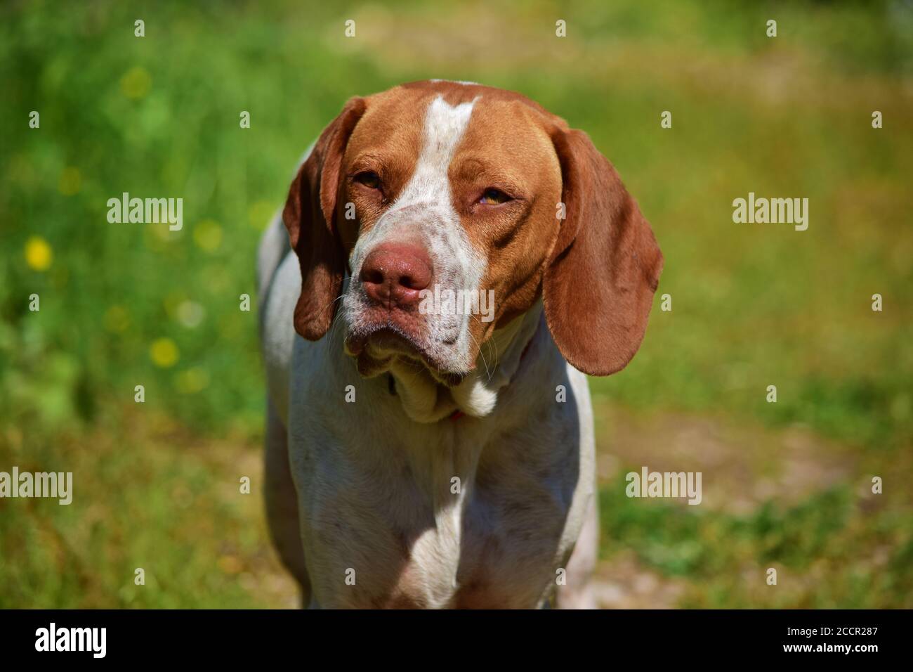 maltese hunting dog