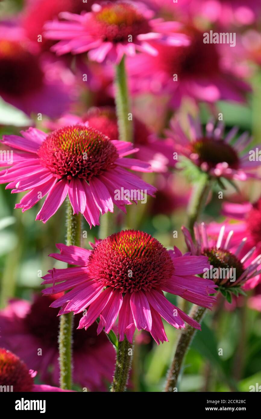Bright fuchsia-pink flower of Echinacea Delicious Candy = 'Noortdeli'. Coneflower 'Delicious Candy' Stock Photo