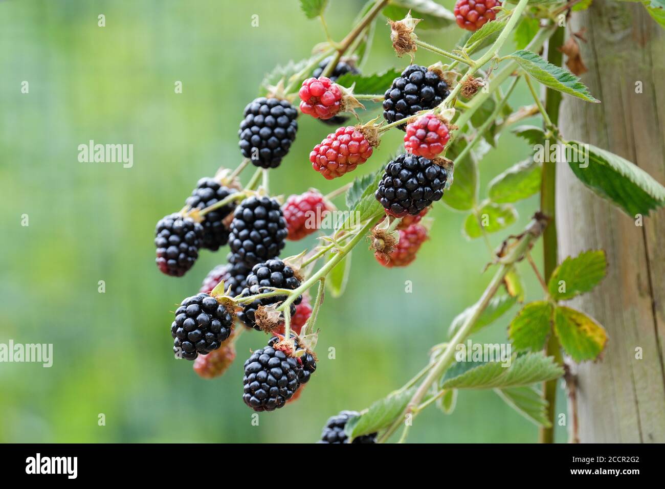 Thornless blackberry Navaho. Rubus fruticosus 'Navaho'. Ripe fruit growing on a bush Stock Photo