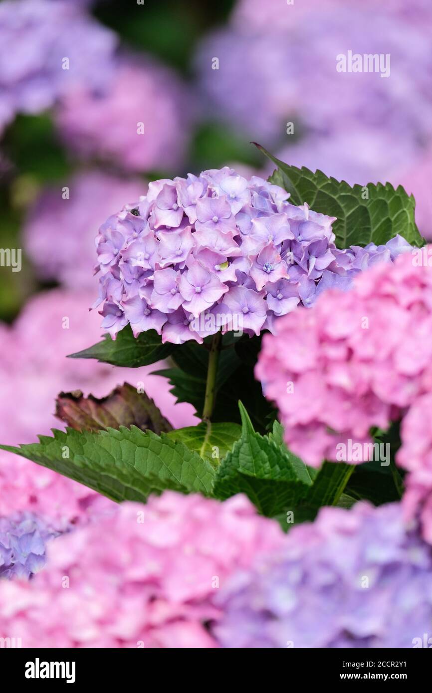 Hydrangea hortensia hi-res stock photography and images - Alamy