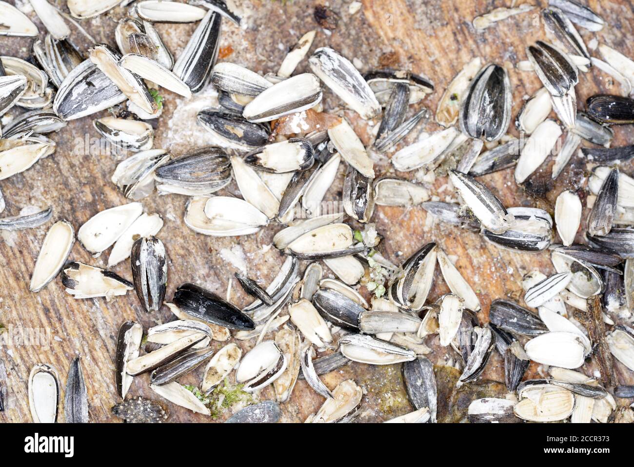 Top view of sunflower seed husks Stock Photo Alamy