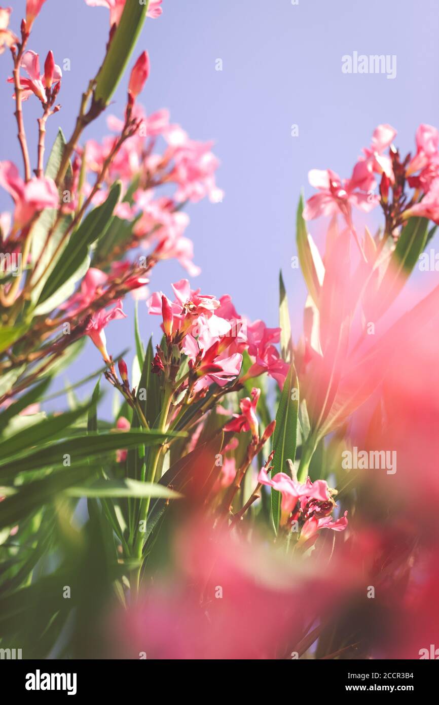 Soft pink flowers tropical hi-res stock photography and images - Alamy