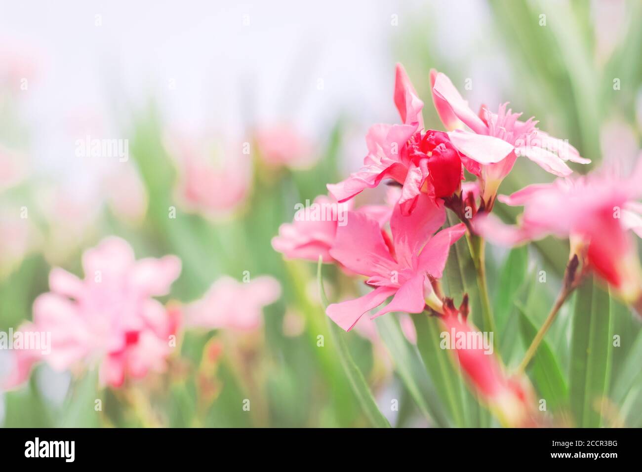 Soft pink flowers tropical hi-res stock photography and images - Alamy