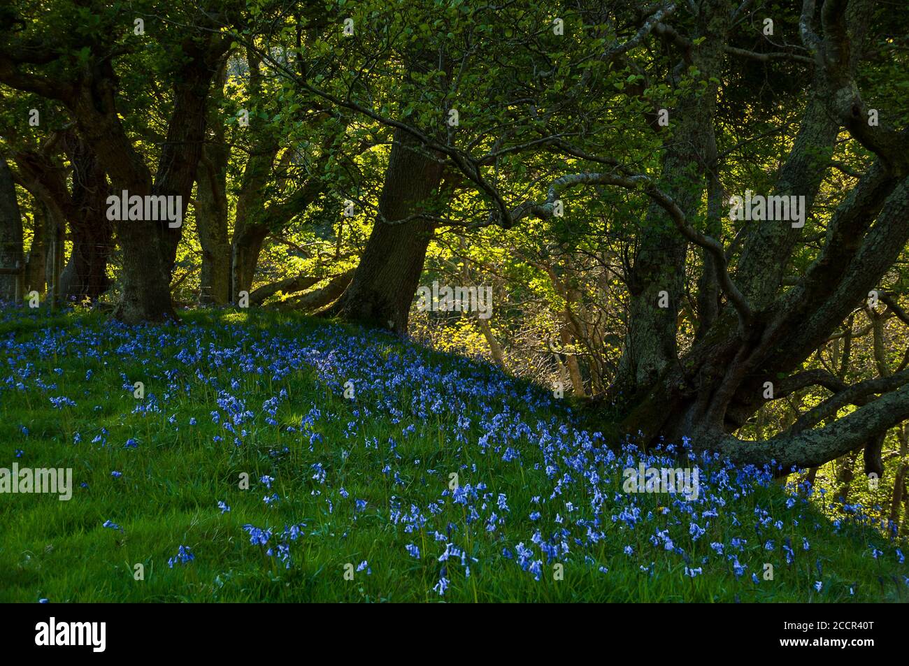 Meadow in forest hi-res stock photography and images - Alamy