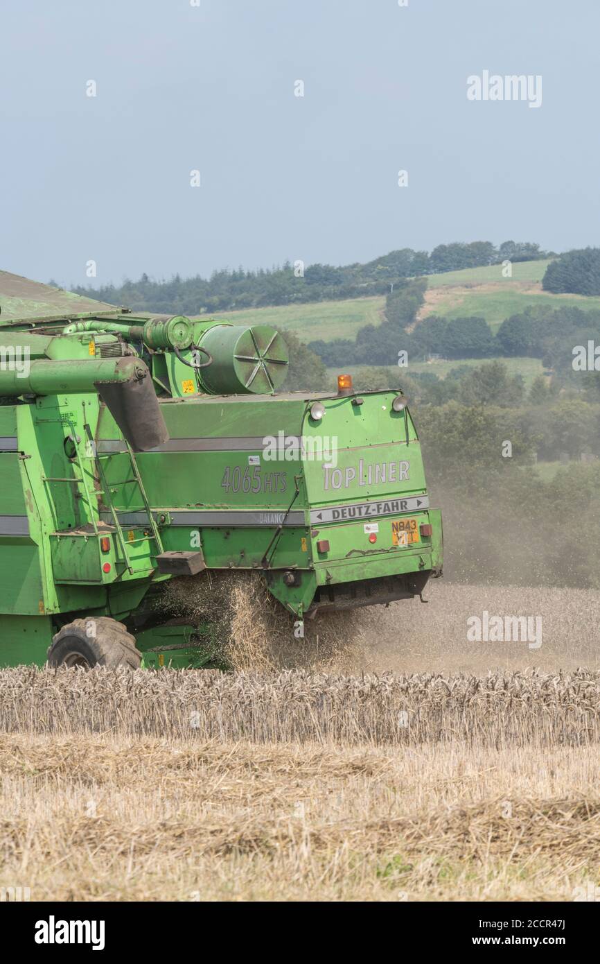 Deutz-Fahr 4065 combine harvester cutting 2020 UK wheat crop on hot summer day & filling air with dust. Straw walker & chaff visible. UK wheat. Stock Photo