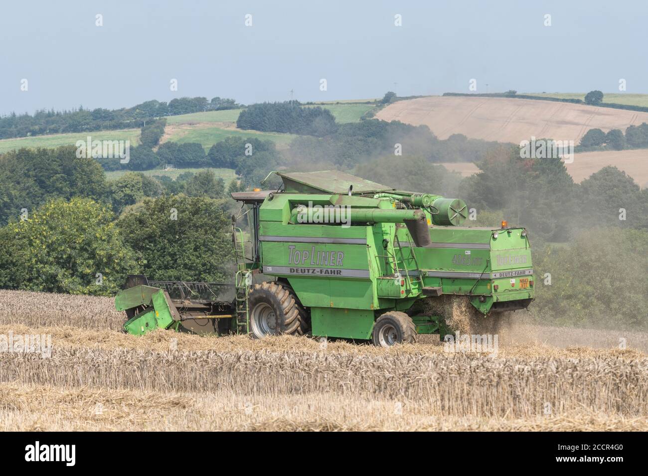 Deutz-Fahr 4065 combine harvester cutting 2020 UK wheat crop on hot summer day & filling air with dust. Tine reel, side-pipe and straw walker visible. Stock Photo