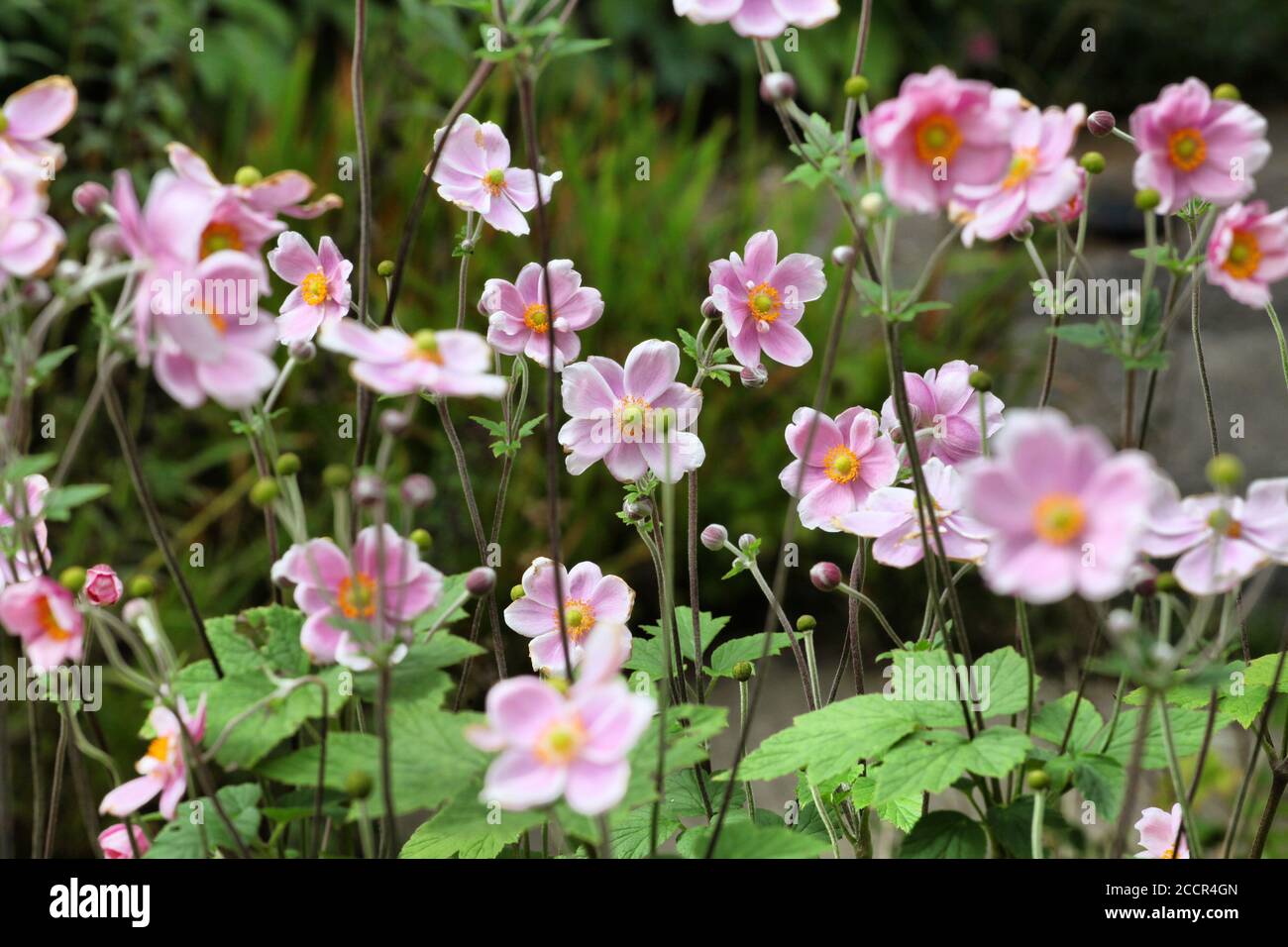 Anemone tomentosa ÔRobustissimaÕ, or Grapeleaf Anemone in flower during the autumn Stock Photo