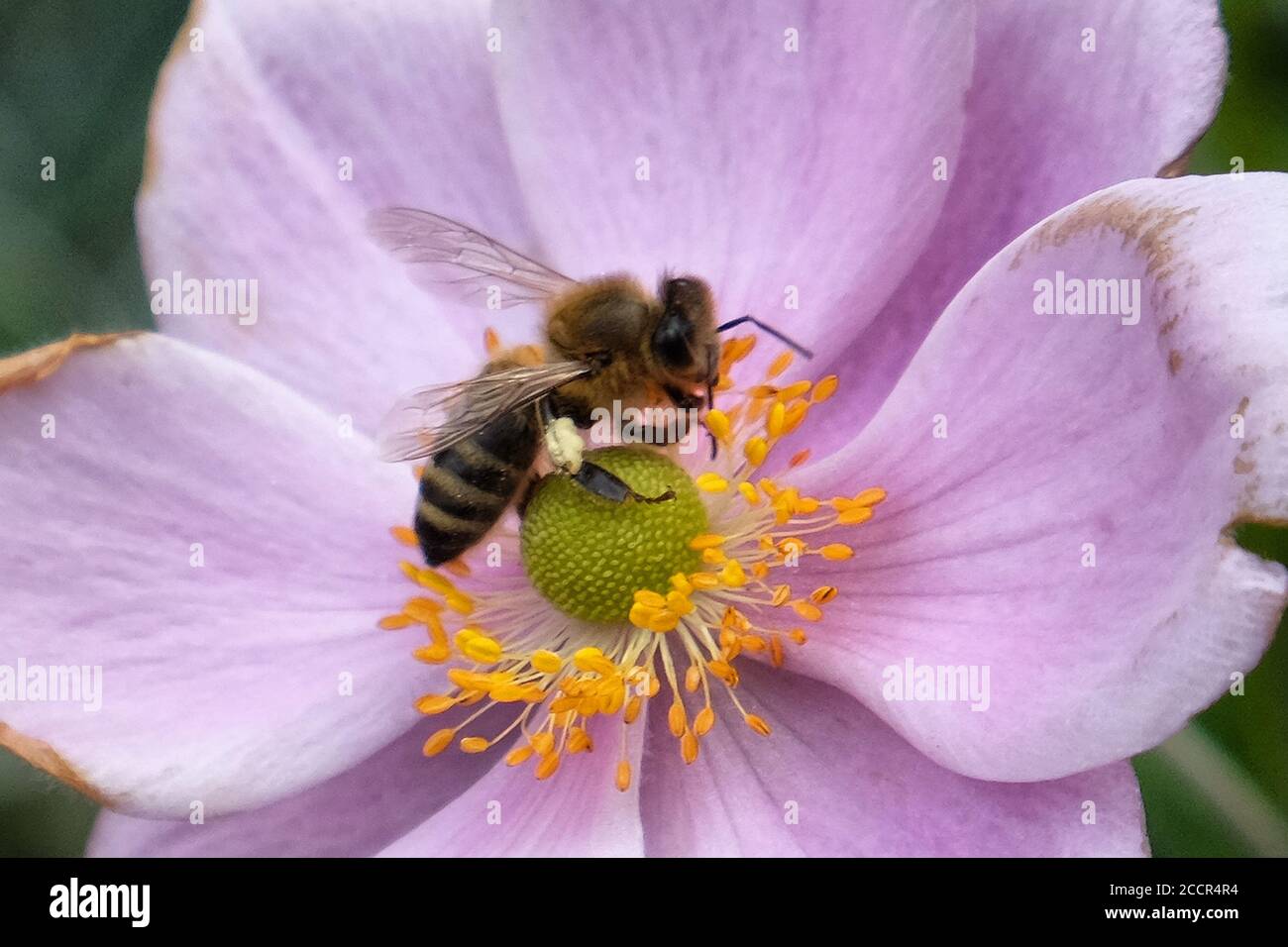 A honey bee on Anemone tomentosa ÔRobustissimaÕ, or Grapeleaf Anemone in flower during the autumn Stock Photo