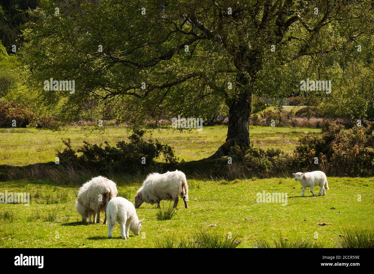 Grazing sheep on green grass Stock Photo - Alamy