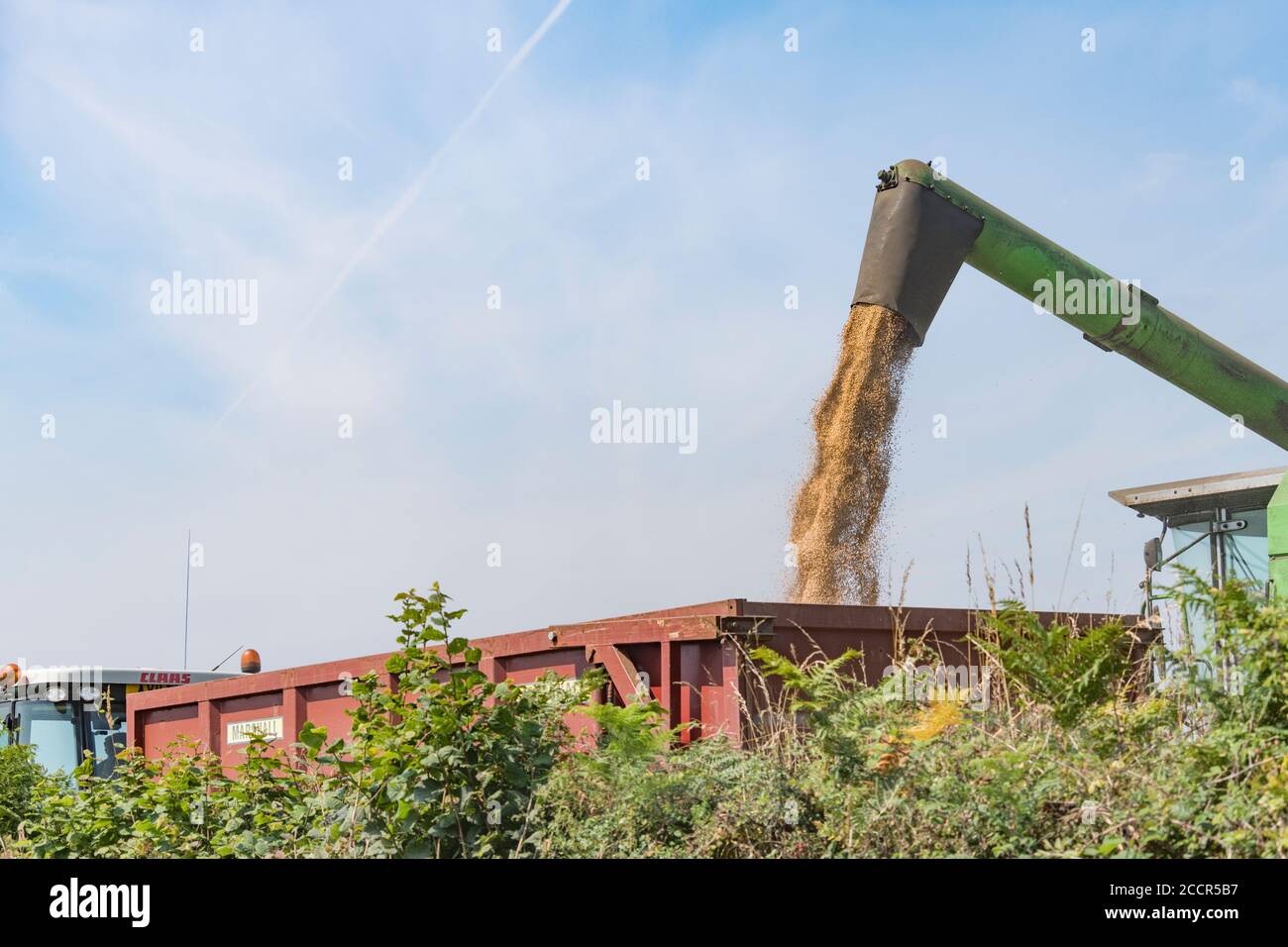 Offloading harvested wheat from grain tank of DeutzFahr combine