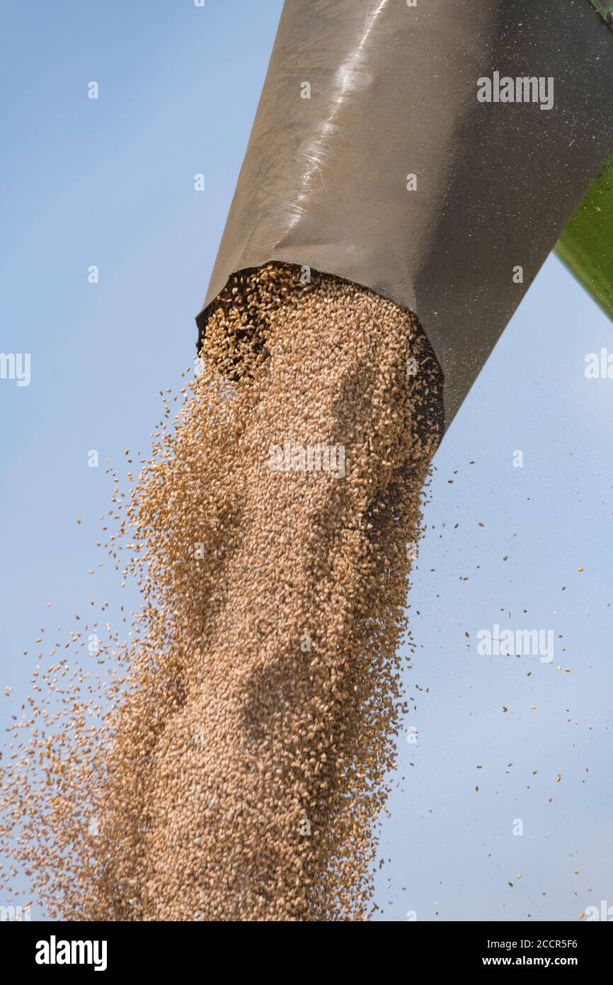 Offloading harvested wheat from grain tank of Deutz-Fahr combine harvester into waiting trailer. Grain emerging from extended side-pipe. See add NOTES Stock Photo