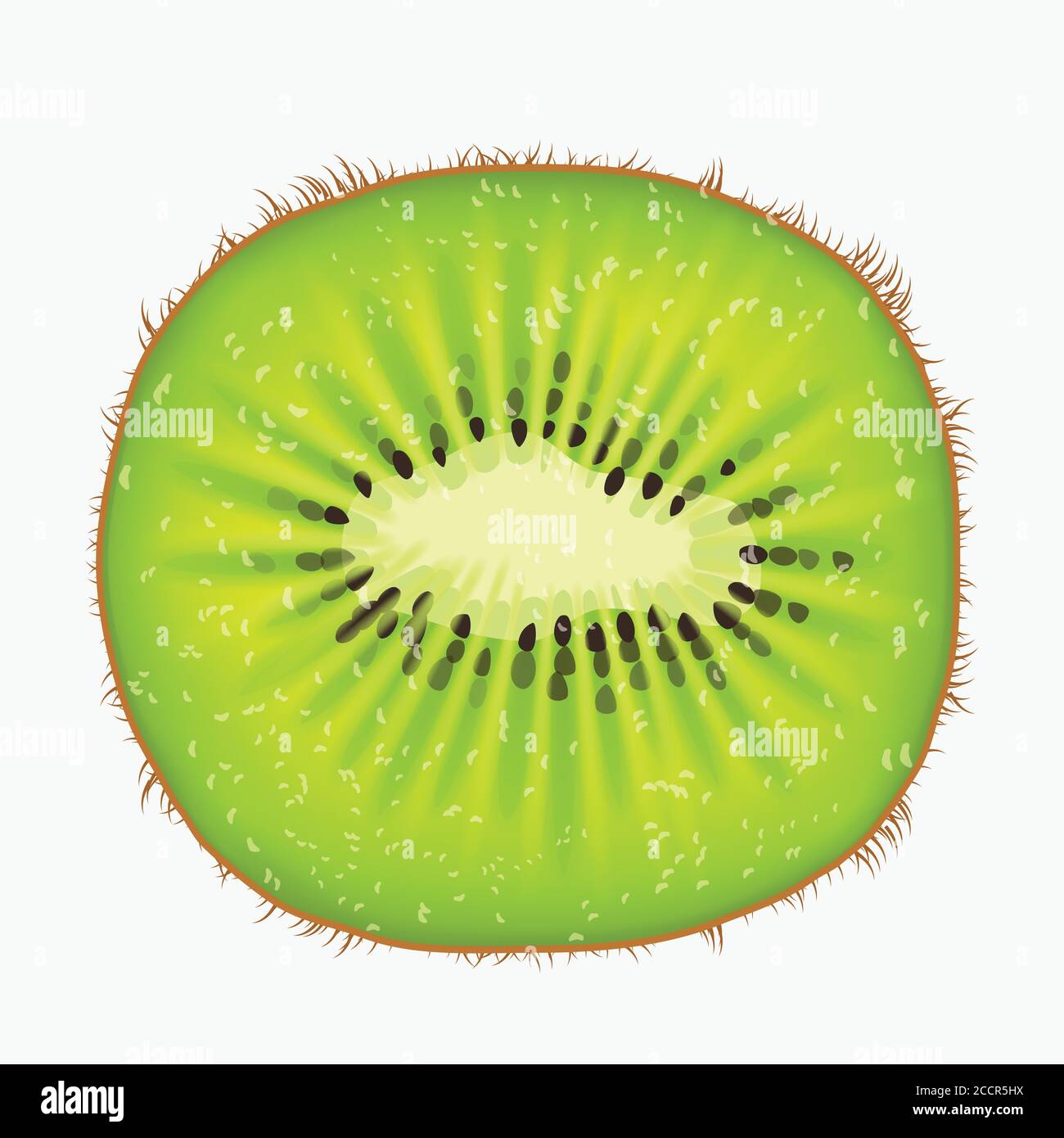 kiwi fruit front view on white back Stock Vector