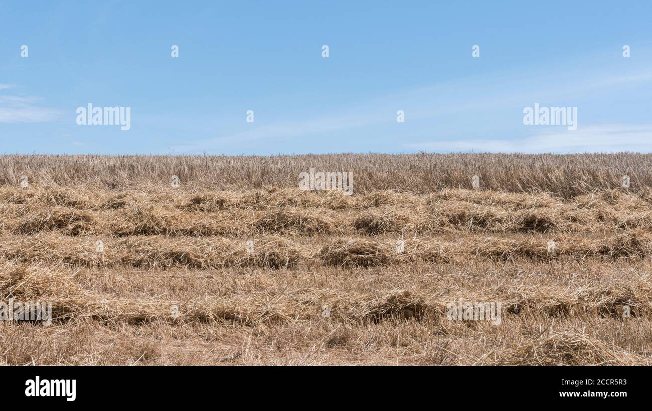 UK wheat field in middle of being harvested. Uncut stalks behind and combine harvester wheat straw in rows at front. Represents field nutrient loss. Stock Photo