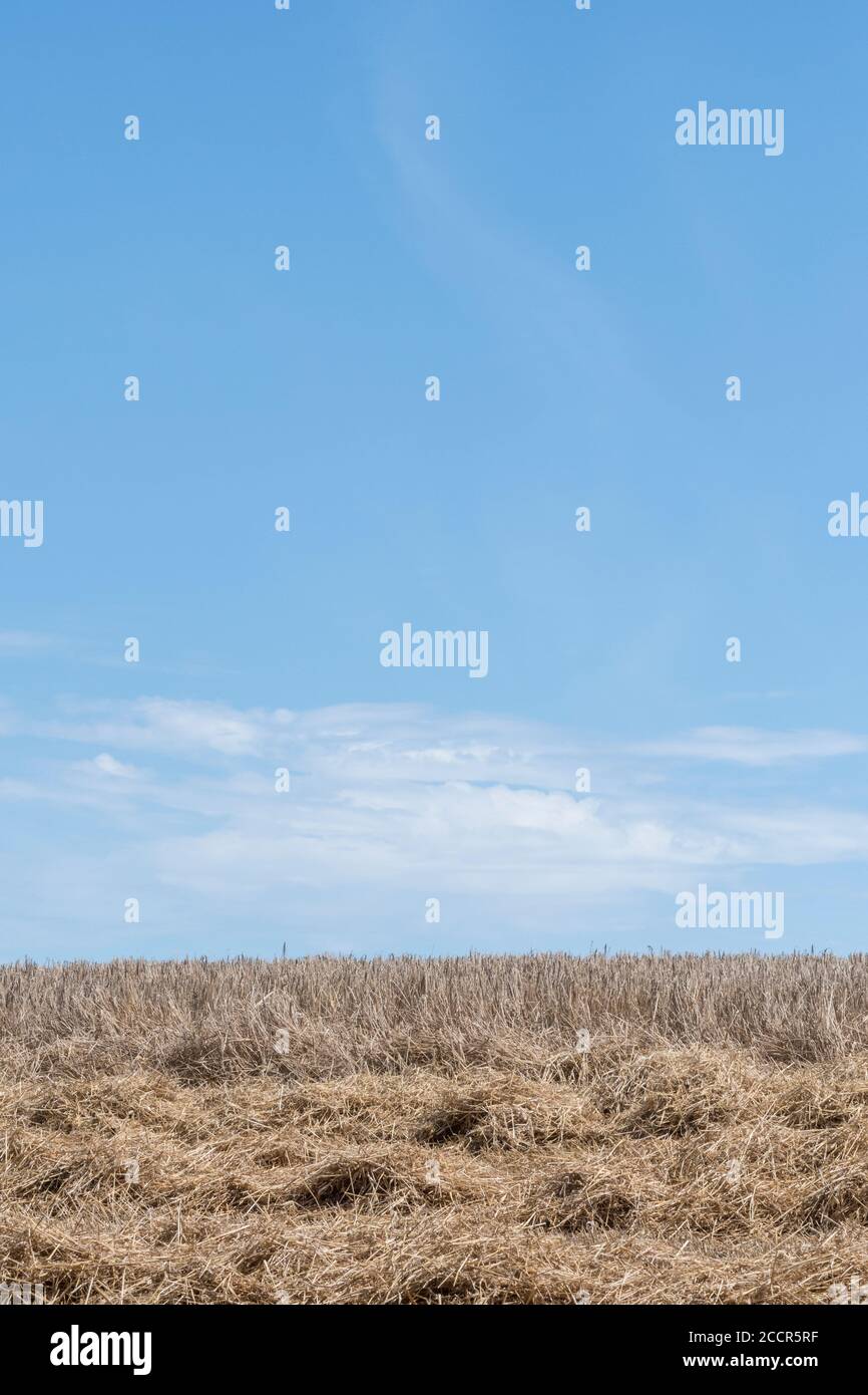 UK wheat field in middle of being harvested. Uncut stalks behind and combine harvester wheat straw in rows at front. Represents field nutrient loss. Stock Photo