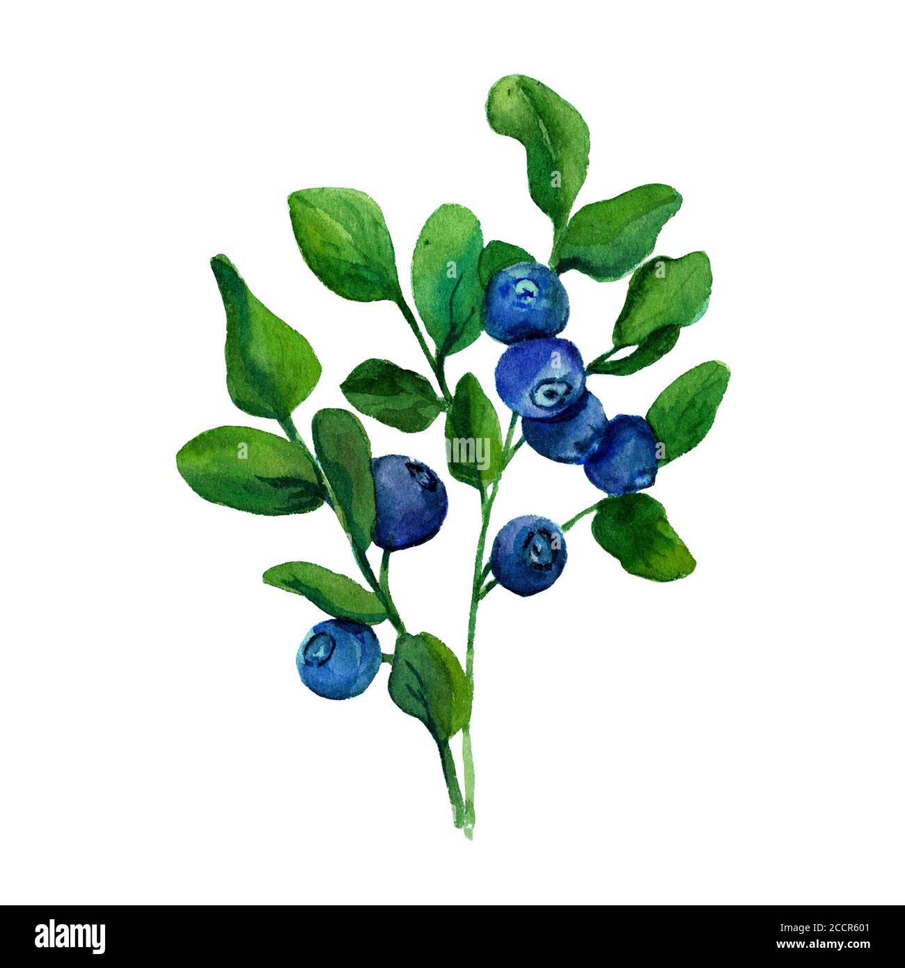 Blueberry sprig watercolor isolated on white background. Painting of blueberry twig with leaves and berries. One blueberry bush Photo - Alamy
