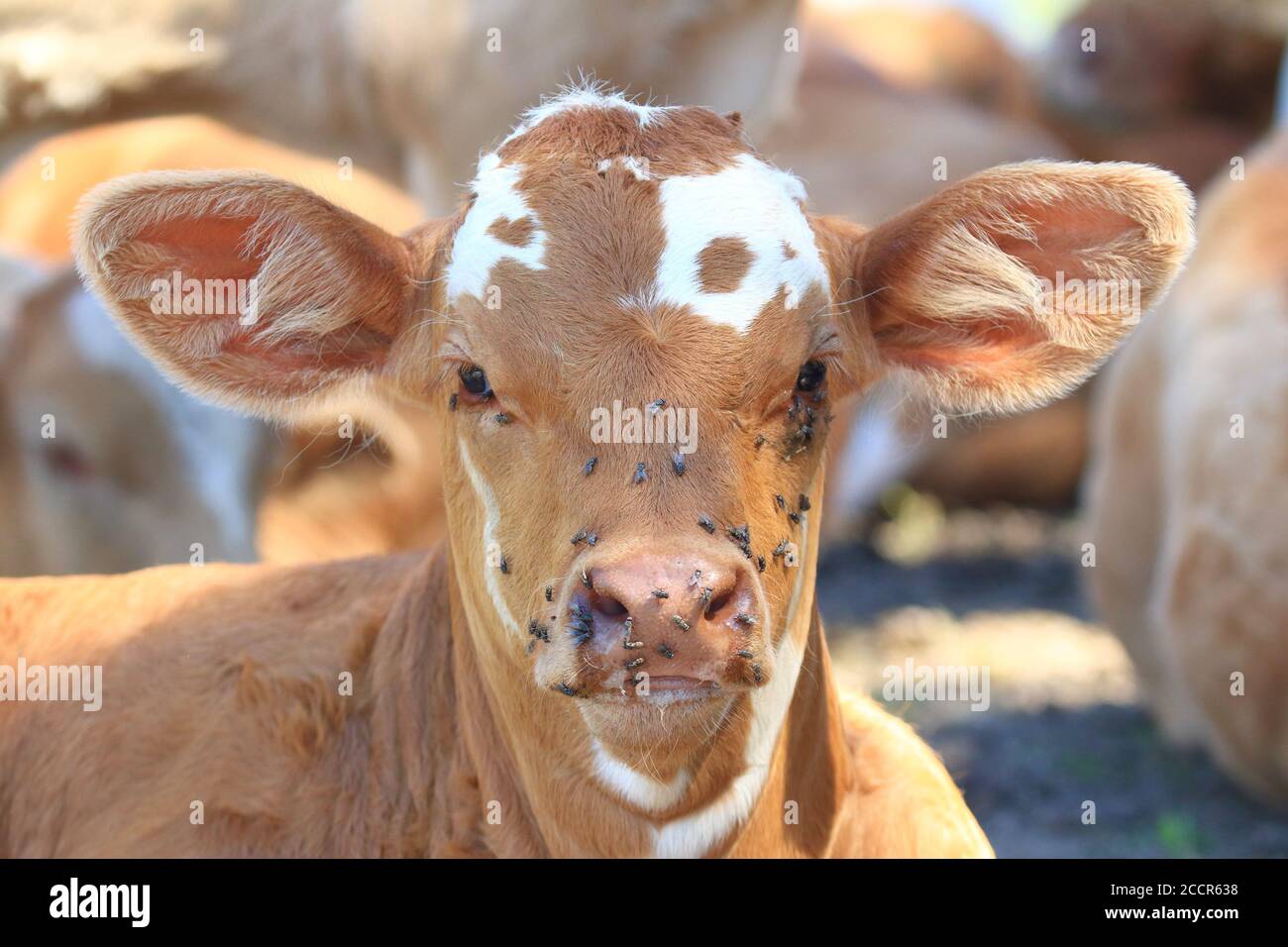 Cute little calf, with swarming flies on the head, in shadow on hot summer day Stock Photo