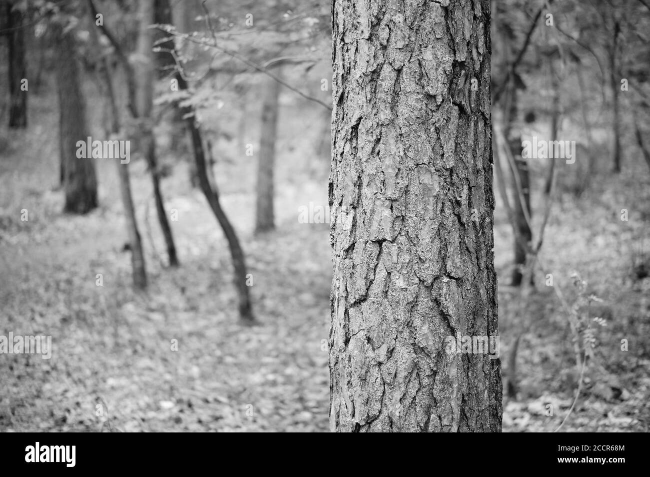 Maple tree trunk in Black and White Stock Photos & Images - Alamy