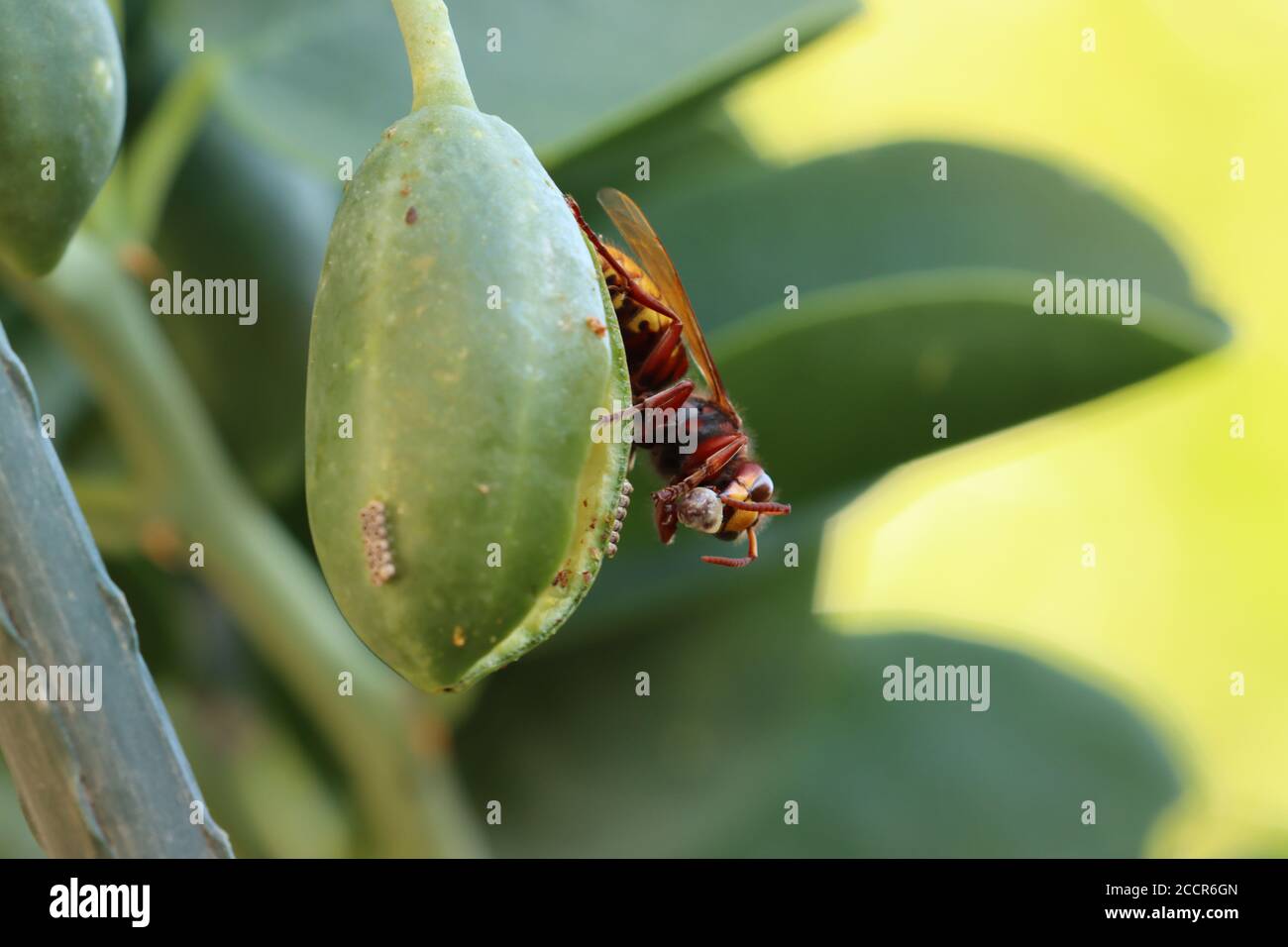 Selective focus closeup shot of a hornet insect collecting seeds from a ...