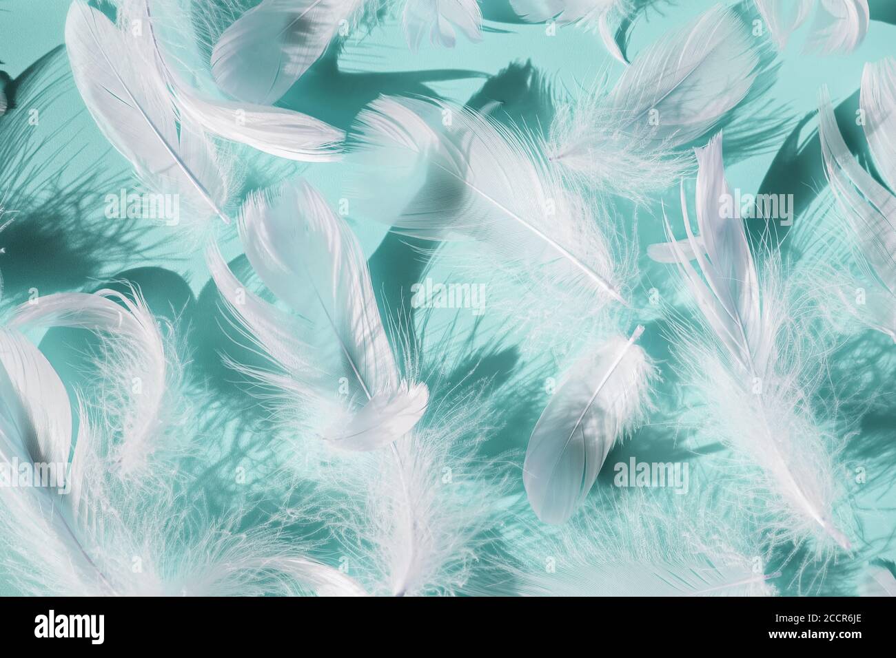Group of white fluffy bird feathers on blue background Stock Photo - Alamy