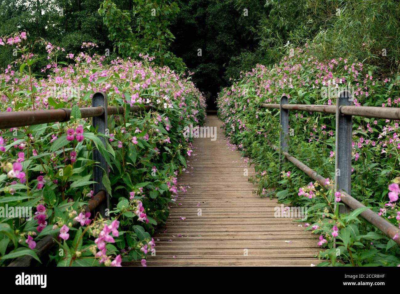 A pathway lined with Himalayan Balsam (Impatiens glandulifera), Guys Cliffe, Warwick, Warwickshire, UK Stock Photo