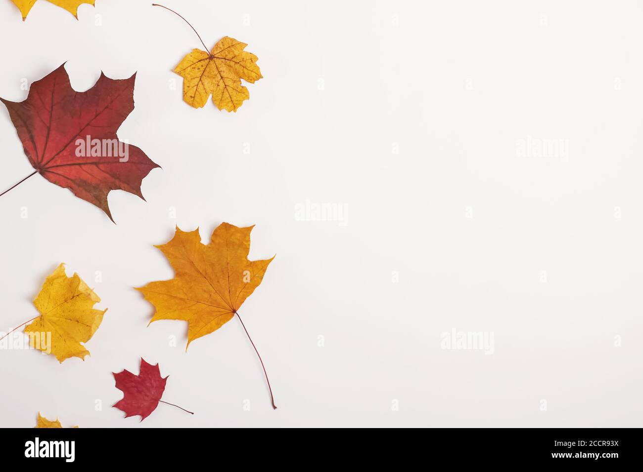 Autumn leaves isolated on the white background with copy space Stock ...