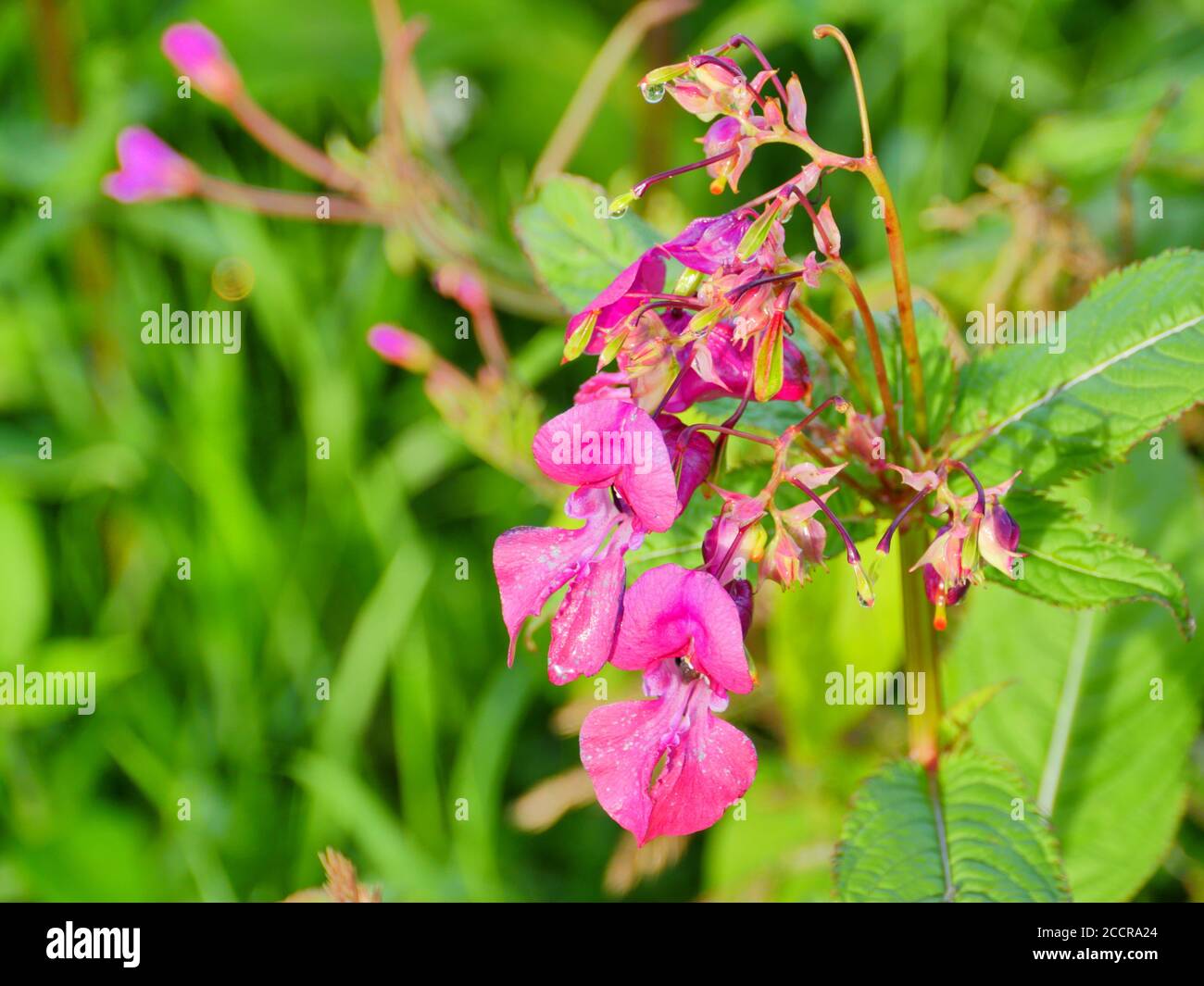 bright flowers of Himalayan balsam close to Stock Photo