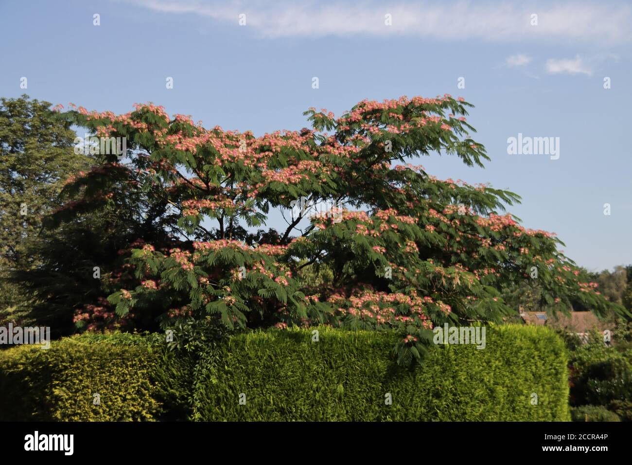 Albizia julibrissin Boubri or Ombrella tree with fluffy pink and white  flowers during summer Stock Photo - Alamy