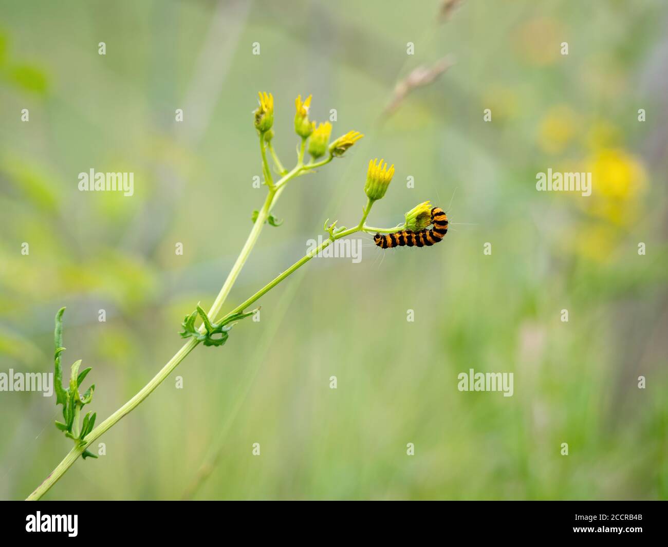 Black yellow striped caterpillar hires stock photography and images