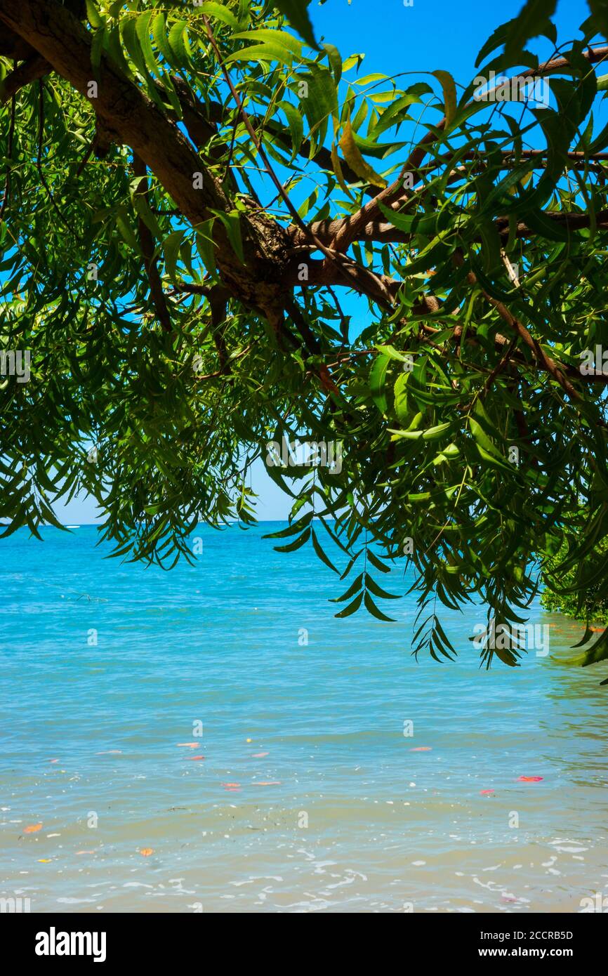 Vertical shot of green leaves on branches with a view of the sea in the ...