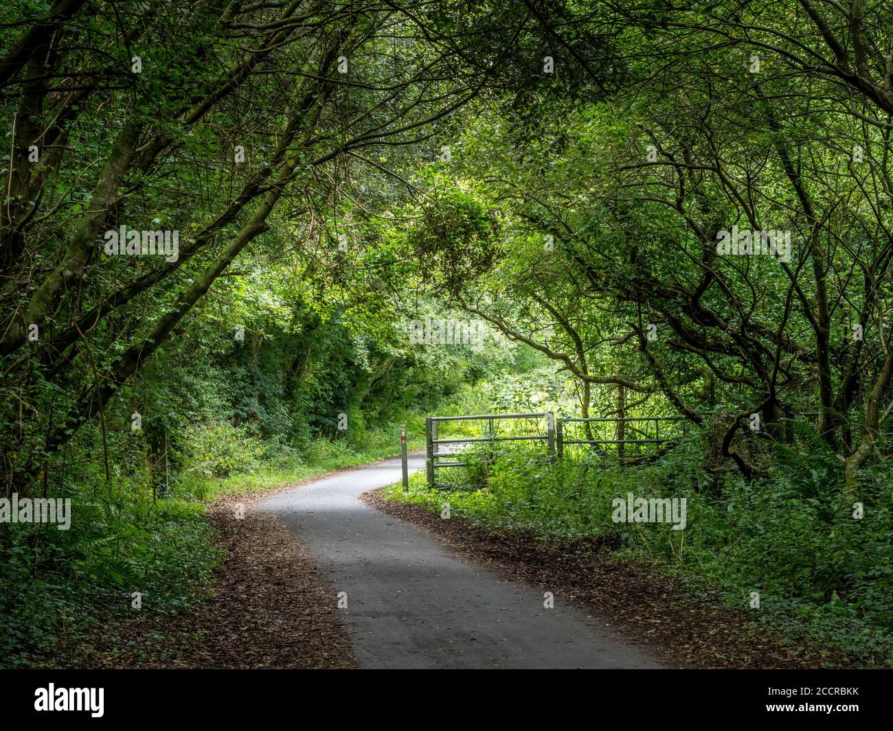 UK country lane in August. Tarka Trail, Devon. Stock Photo