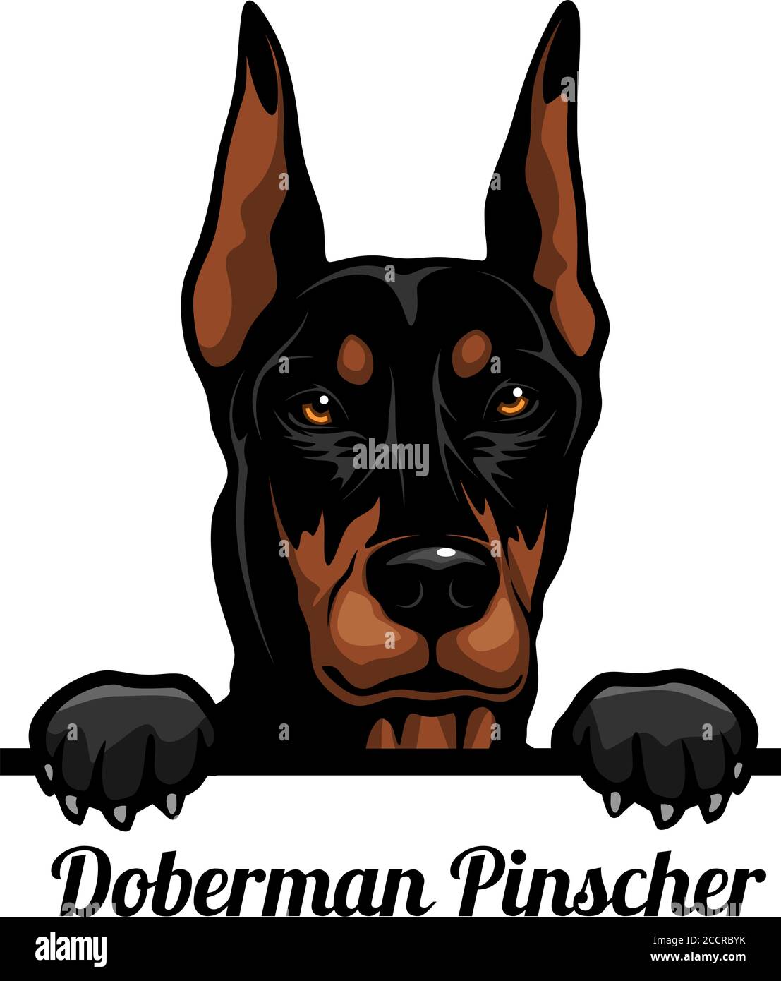 Doberman Pinscher - Color Peeking Dogs - breed face head isolated on white  Stock Vector Image & Art - Alamy