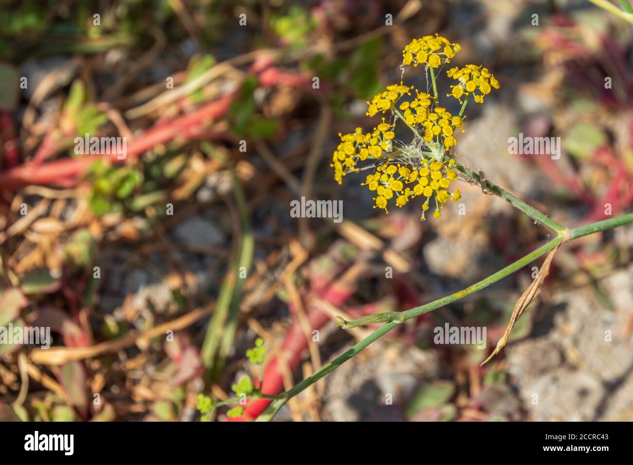 Foeniculum vulgare, Wild Fennel Plant in Flower Stock Photo Alamy