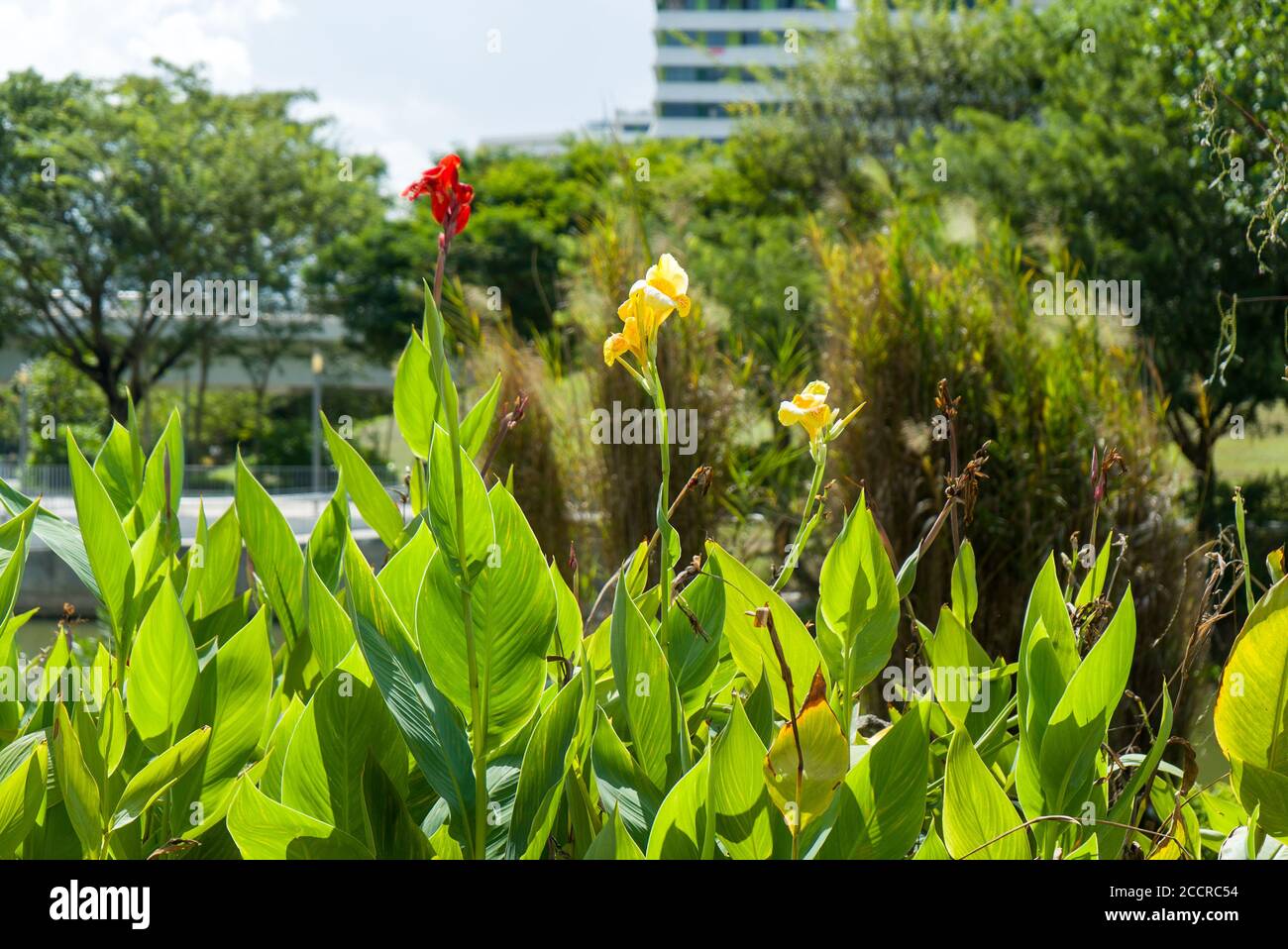 Red and yellow together as one Stock Photo - Alamy