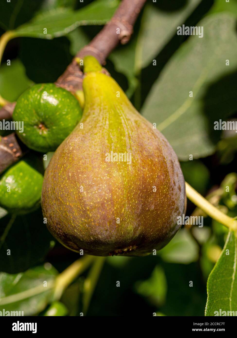Ficus carica 