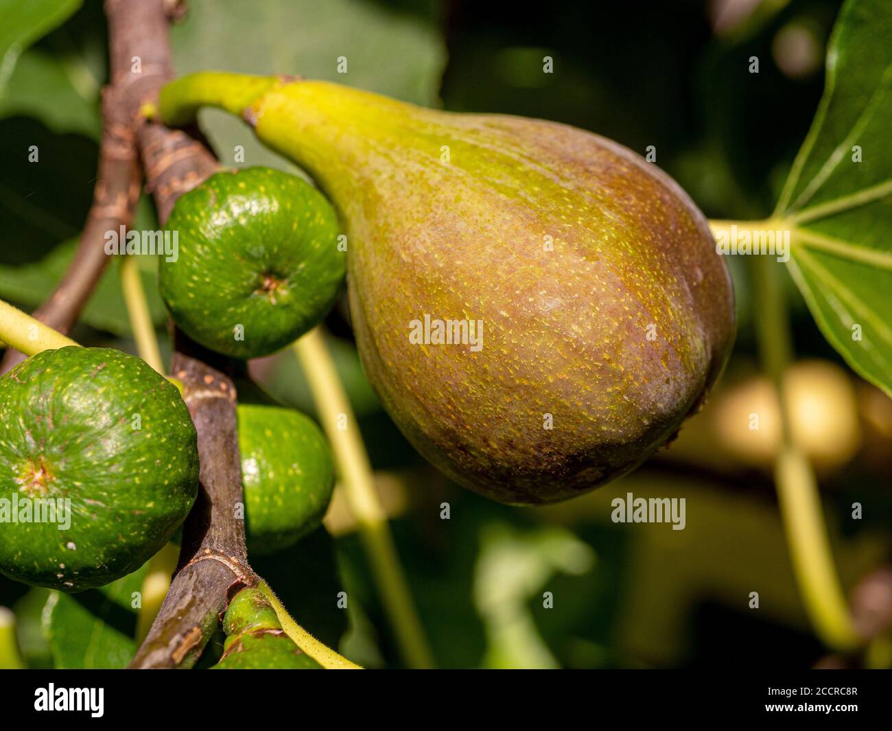 Ficus carica 'Brown Turkey” fig ripening on branch outdoors in sun