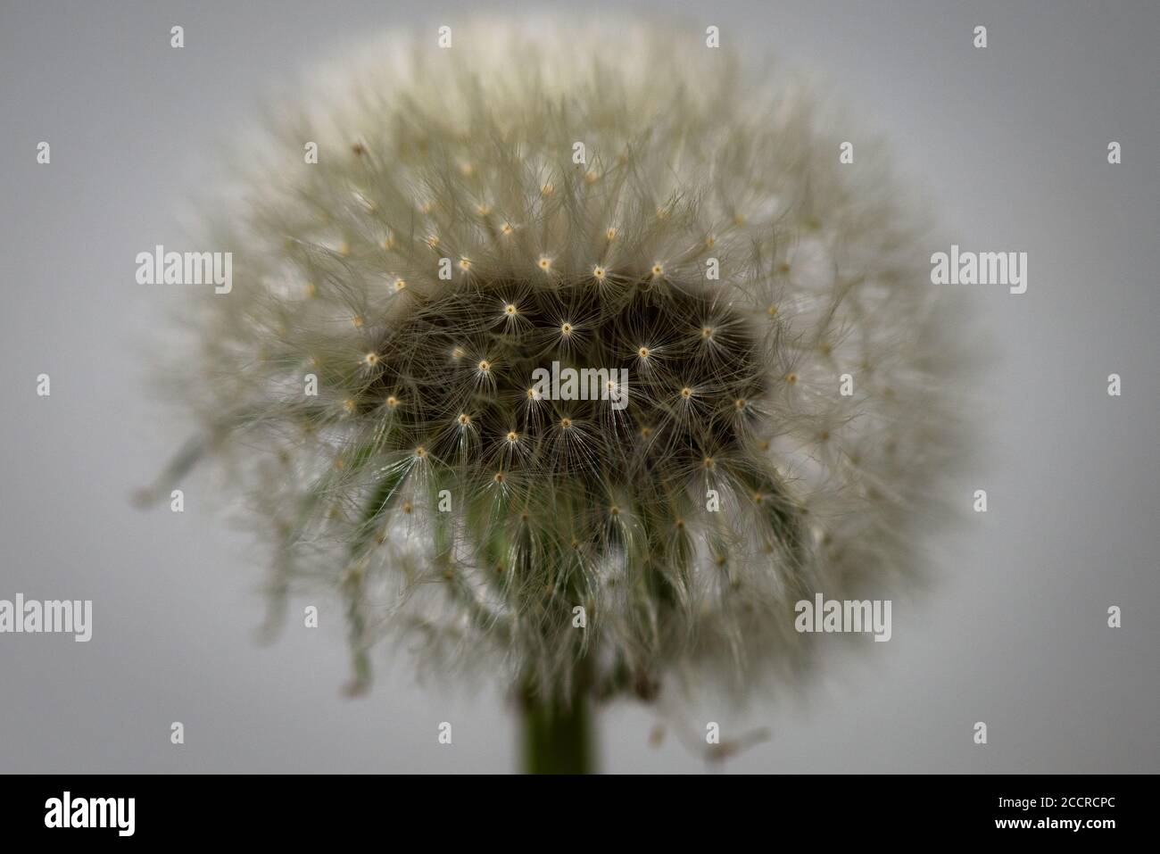 The floret of the common dandelion flower Stock Photo Alamy