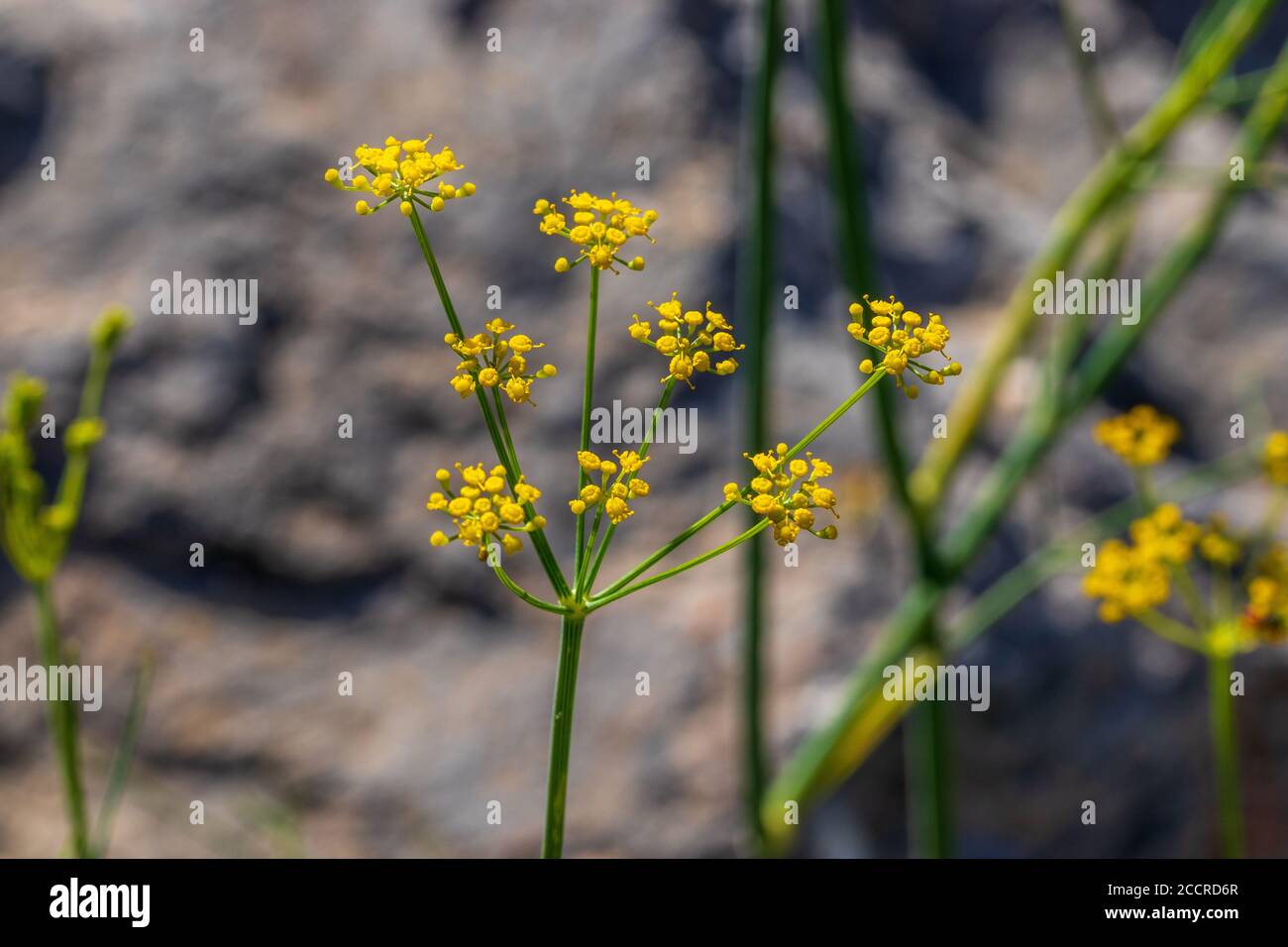 Foeniculum vulgare, Wild Fennel Plant in Flower Stock Photo Alamy