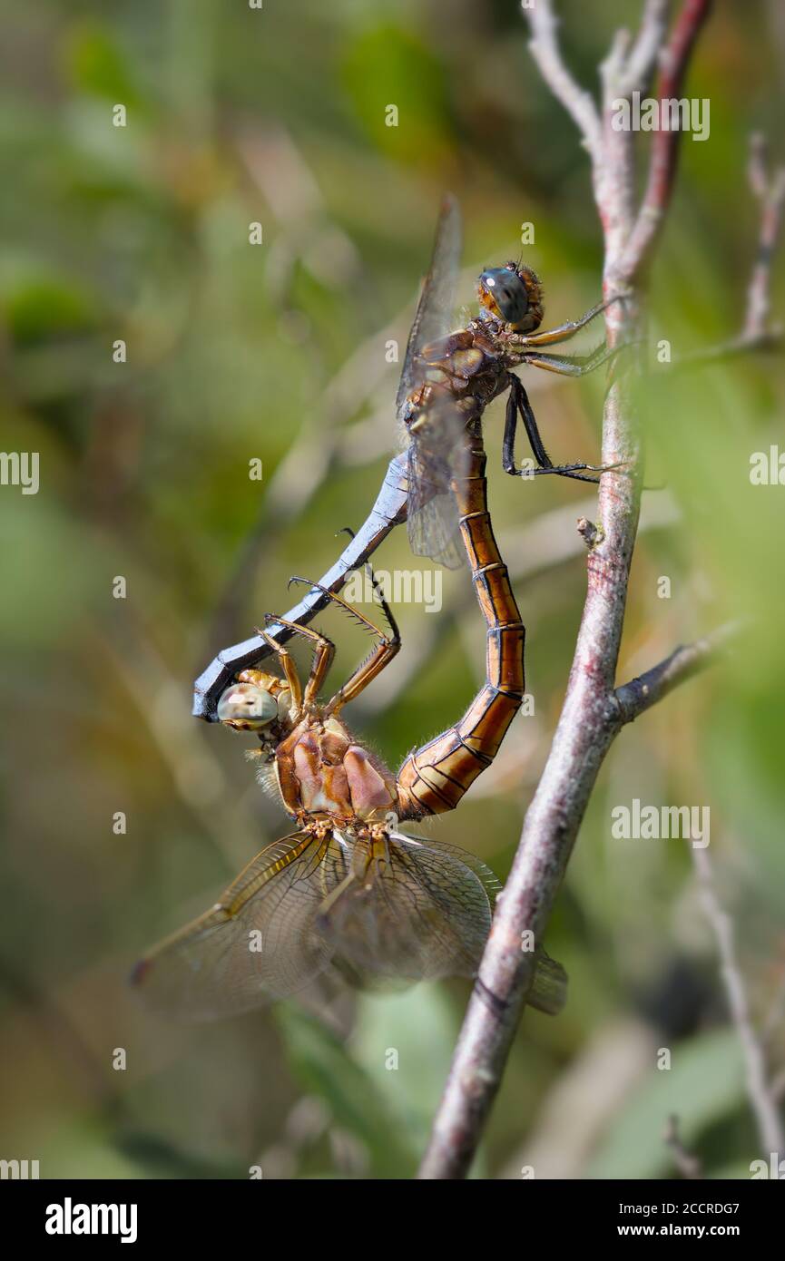 Male And Female Keeled Skimmers, Orthetrum coerulescens,Mating In Wheel Pattern Holding Onto A Dead Twig. Taken at Ramsdown Forest UK Stock Photo