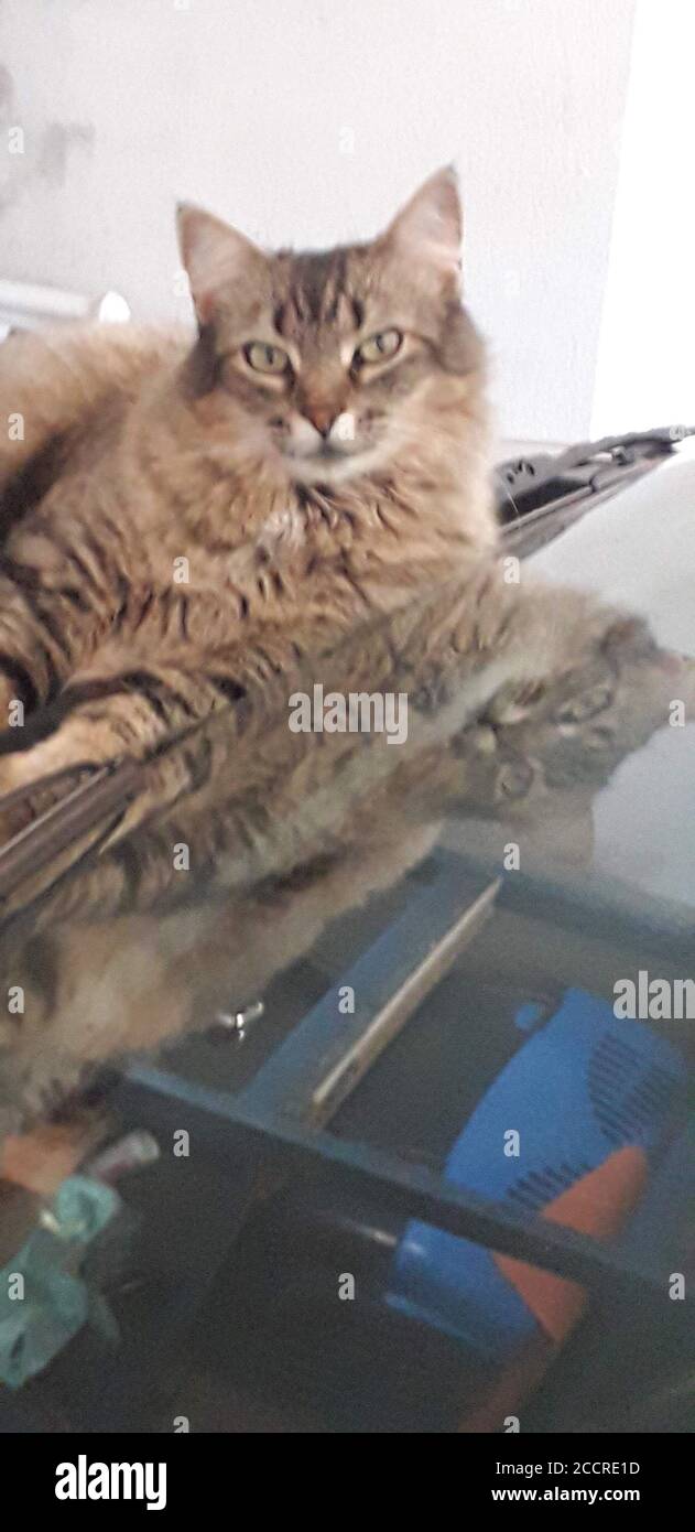 cat over car windshield pet feline Stock Photo