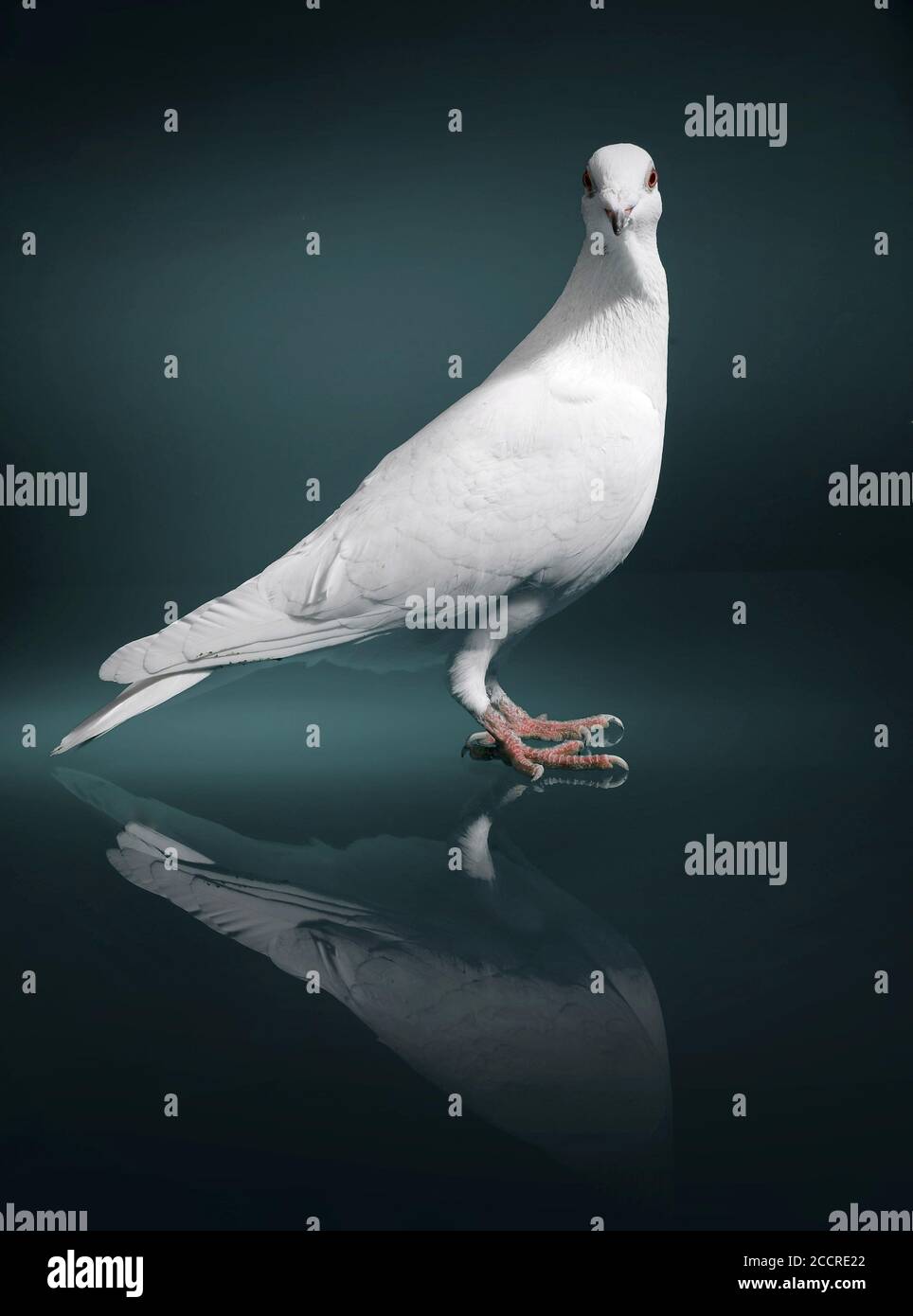 A white dove with red eyes stands on a black reflective plate and looks into the camera. Stock Photo